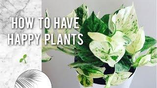 5 BEGINNER TIPS FOR HAPPY HOUSEPLANTS 