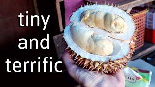 DURIAN AMBON - A Very Special (and rare) Durian Variety