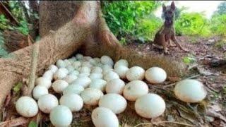 OMG! a female farmer pick a lot of duck eggs in under tree stump near village