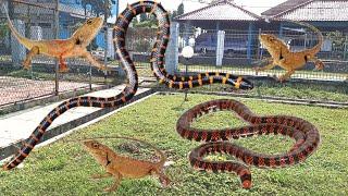 BERBURU DI KEBUN DAPAT ULAR 