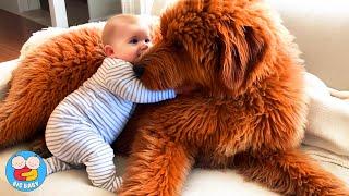 When Your Baby And Pet Being Best Friend  Baby Cute Moments - Funny Baby Videos | Big Baby