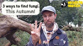 3 WAYS TO FIND FUNGI THIS AUTUMN