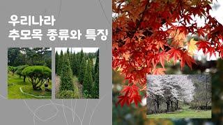 우리나라 수목장 추모목 종류 총정리 / 우리나라에서 가장 많이 사용하는 추모목