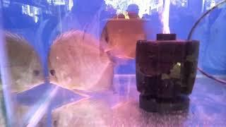 Discus breeding pair aquarium pair