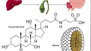 Bile Acid Biosynthesis 1: Conversion of Cholesterol to Secondary Bile Acids