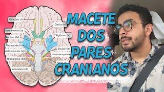 Ordem dos Pares Cranianos │ Neuroanatomia