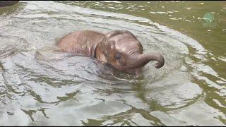 Playful Baby Elephant Jun - ElephantNews