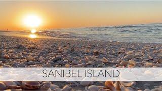 Sanibel Island beach walk. I got to the beach at 5am to see what all was out there. Biggest gaudy!