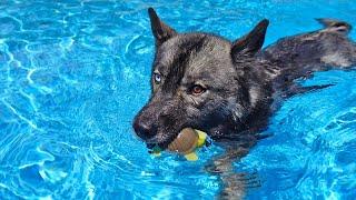 My Dog Jumped into the Pool To Save What?