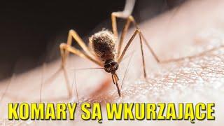 KOMARY SĄ WKURZAJĄCE!