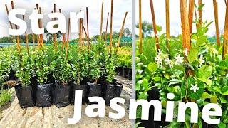 How To Grow Star (Confederate) Jasmine for maximum profit