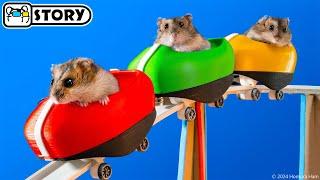 Hamsters on the World's Largest Roller Coaster in the Amusement Park Maze  Homura Ham Pets