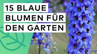 15 blaue Blumen für den Garten 🪻 Standort  Blütezeit  Boden  Wuchshöhe 