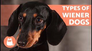 DACHSHUND BREED TYPES  According to Size and Coat