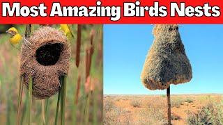 Top 10 Most Amazing Birds Nests | Beautiful and Unique