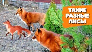 The difference between wild foxes and fur farm rescue