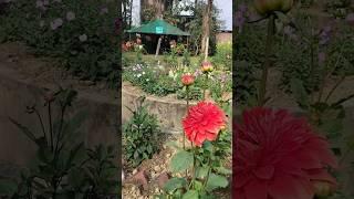 #plantlover #gardening #shortvideo #nepal #viral