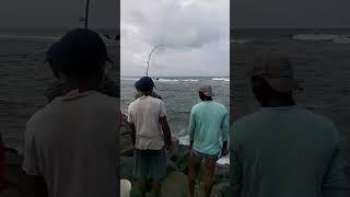 huge GT off the shore's of wellawatte, #GT Fishing#fishing #colombo #srilanka