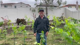 My Backyard Vineyard: Season 2: Episode 3: Trunk Retraining