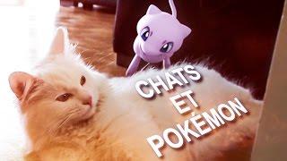 CHATS ET POKÉMON - PAROLE DE CHAT