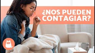 10 ENFERMEDADES que TRANSMITEN los GATOS a los HUMANOS ️ ¿Podemos Contagiarnos?