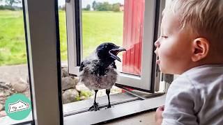 Wild Crow Knocks On Window To Play With His Baby Friend Every Day | Cuddle Buddies