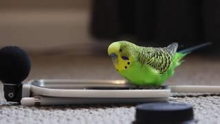 Budgie Bird With 35+ Word Vocabulary (Clear Audio!)