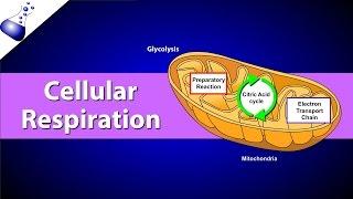 Cellular Respiration