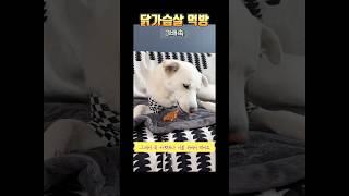 3배속 안하면 속터짐ㅋ 작은 간식도 꼭꼭 씹어먹는 시루 #강아지일상 #강아지브이로그 #강아지간식 #간식먹방 #반려견