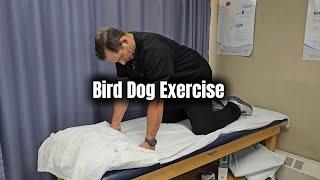 Bird Dog Exercise