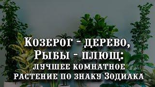 Козерог  - денежное дерево, Рыбы  - английский плющ лучшее комнатное растение по знаку Зодиака