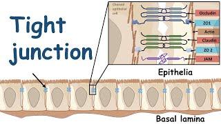 Tight Junction and its physiology