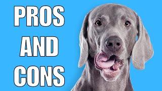 Weimaraner Pros And Cons | Should You REALLY Get A WEIM?