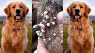 Removing mangoworm in dog | Mangoworms removal in dog #8