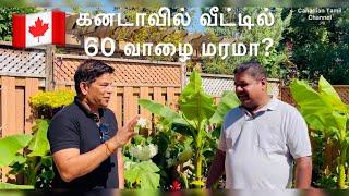 கனடாவில் எப்படி வாழைத்தோட்டம்/ how to grow banana trees in Canada/  #tamilvlog #tamil #jaffna