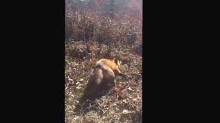 Red Fox Trapping-DirtHole Set & Catch  2016-2017