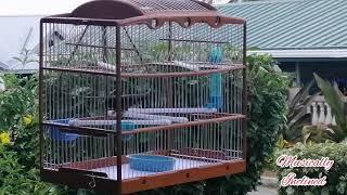 Sona vs Weetman *Trinidad  Bullfinch* (small shy at home)