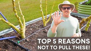 DON'T PULL UP YOUR PLANTS! | 5 Reasons to Leave Them