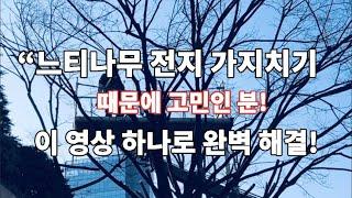 " 느티나무 가지치기 가이드 : 최적 시기, 전문가 요령, 수형 조성, 병충해 대응까지! 이 영상 하나로 마스터 가능!  지금 바로 클릭!"