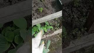 дела тепличные #деревня  #теплица #рассада  #помидоры #огурцы #капуста #тыквы #кабачок