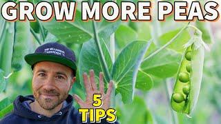 5 Garden Secrets That Will Help You GROW MORE PEAS!