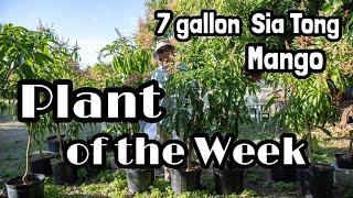 Plant of the Week | 7-gallon 'Sia Tong' Mango Tree