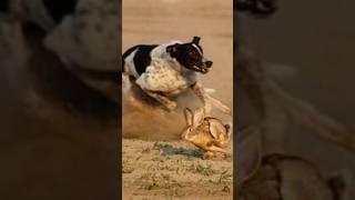 Super Speed Racing Dogs vs Wild Brown Hare Rabbit #tazidog