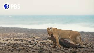 Extraordinary Lion Behavior Caught on Camera