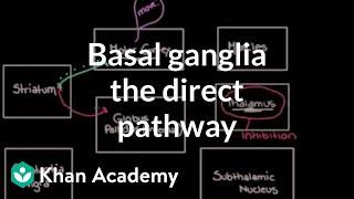 The basal ganglia - The direct pathway | Nervous system diseases | NCLEX-RN | Khan Academy