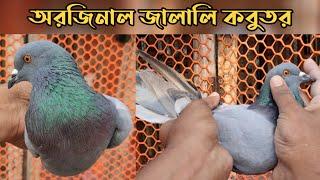 জালালি কবুতর। অরজিনাল জালালি কবুতর দেখুন। Jalali Kobutor |কবুতর পালন | jalali pigeon