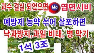 과일나무 꽃 지고 결실 되었으면 마그네슘 엽면시비, 예방살균제 섞어치면 낙과방지, 과일 비대, 병 예방 일석삼조(마그네슘 엽면살포 이유와 효과, 엽면살포시기, 살포농도, 해당과수)