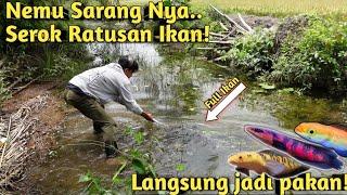 WOW PANEN 200 IKAN LEBIH DI ALIRAN SAWIT UNTUK PAKAN IKAN PREDATOR