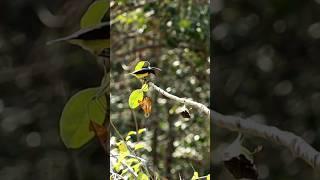 Mikat burung kecil burung masteran #shorts #birds #burung #burungkicau #burungmasteran #kolibri