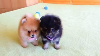 Female Pomeranian Puppies for Sale